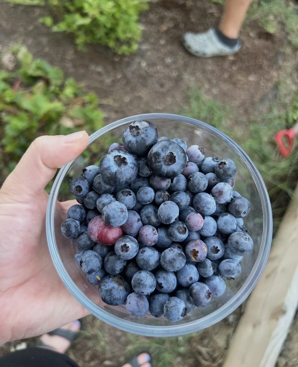 Fresh-picked organic blueberries in a clear bowl — wild blueberry plants for sale at The Sanctuberry, PA