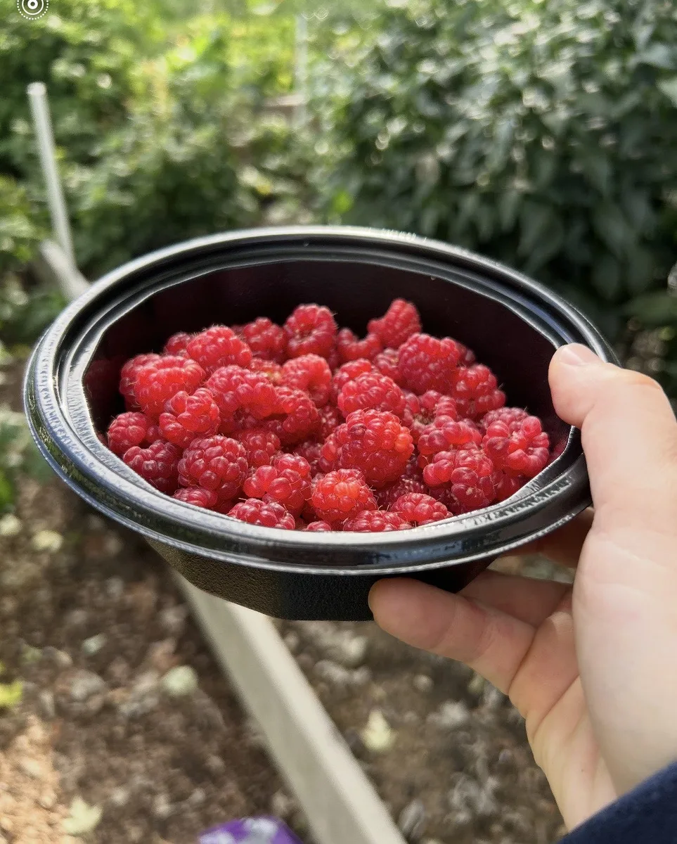 Organic red raspberries in a black bowl held among raspberry canes — pesticide-free berry plants in Pennsylvania