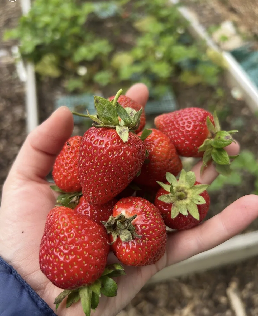 Handful of fresh strawberries from an everbearing strawberry plant — organic berry plants for sale in PA
