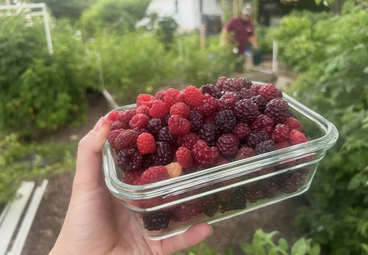 Glass jar of organic raspberries and blackberries fresh from the Pennsylvania garden at The Sanctuberry