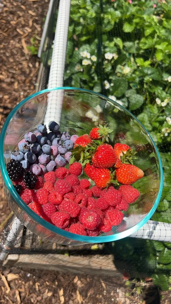 Glass bowl of mixed organic berries — blueberries, blackberries, raspberries, and strawberries — from Pennsylvania berry farm