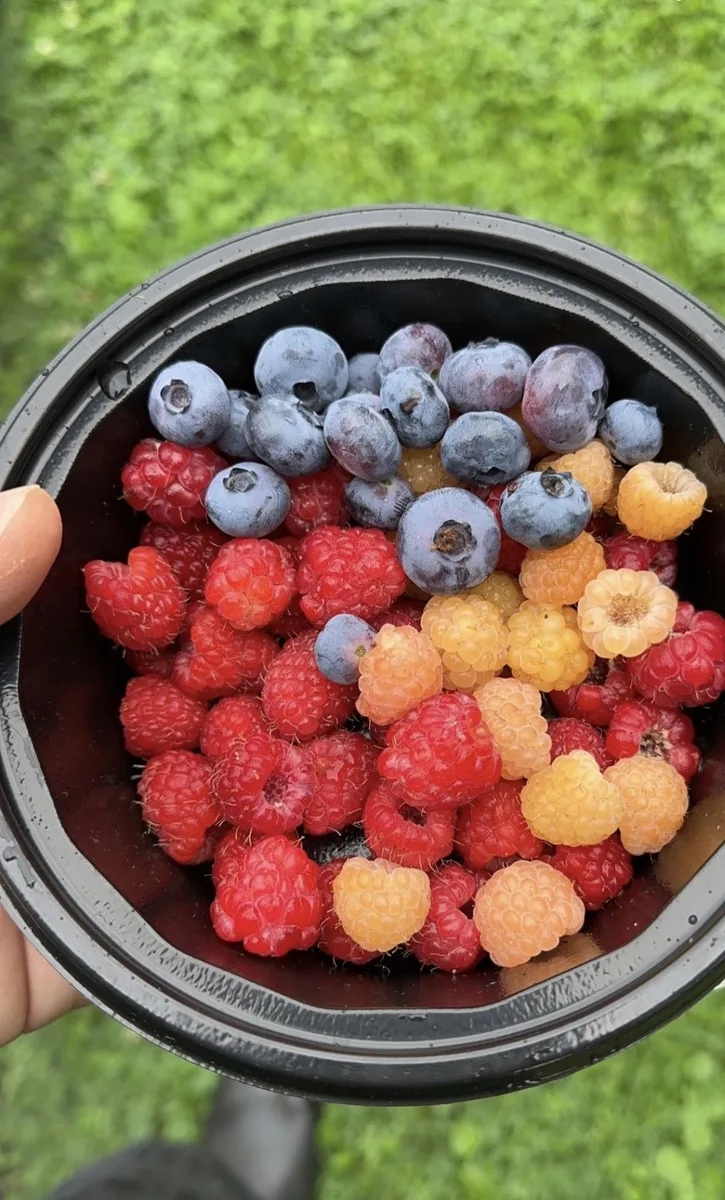 Mixed organic berries — raspberry, blueberry — grown in Latrobe PA