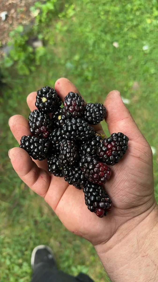 Large handful of fresh organic blackberries — blackberry plants for sale at The Sanctuberry in Pennsylvania