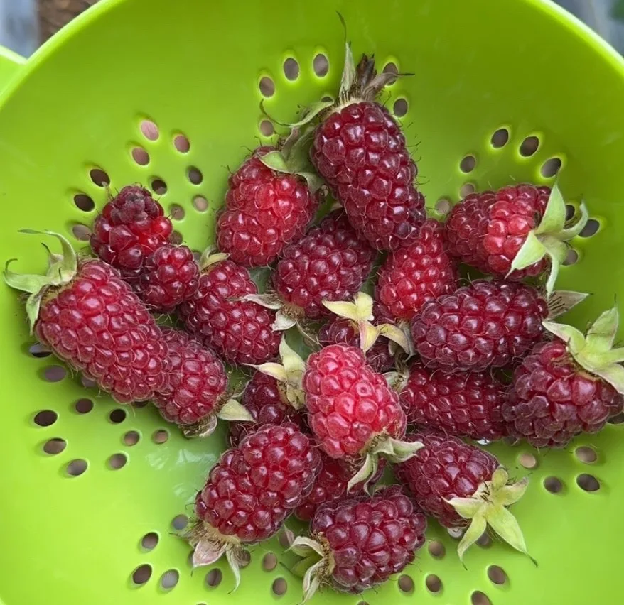 Close-up of fresh loganberries in a green colander — organic loganberry canes for sale at The Sanctuberry