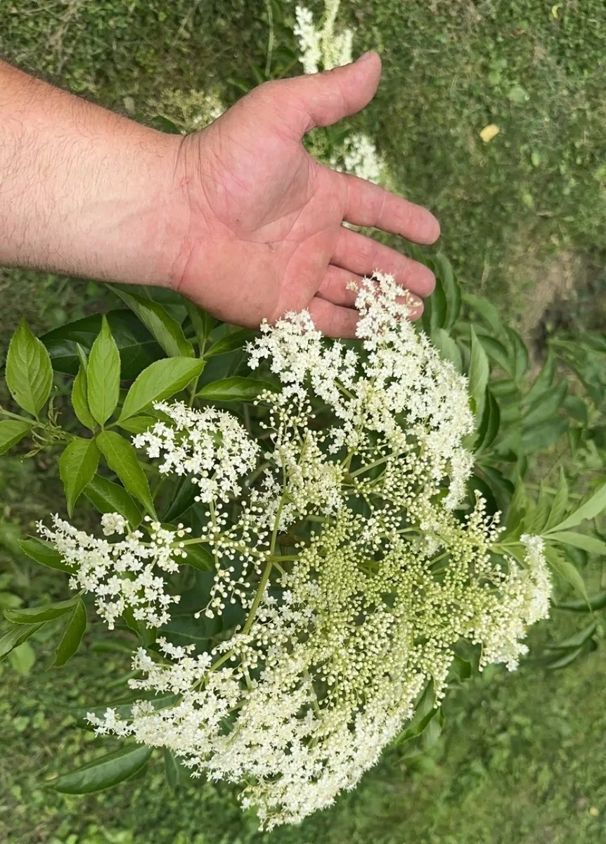 Elderflower bloom held by hand over green grass — organic elderberry shrub grown at The Sanctuberry