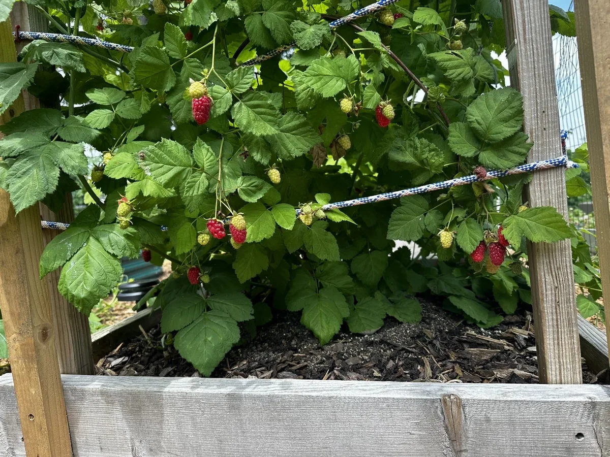 Organic raspberry canes loaded with ripe red fruit growing on a wooden trellis in a Pennsylvania backyard
