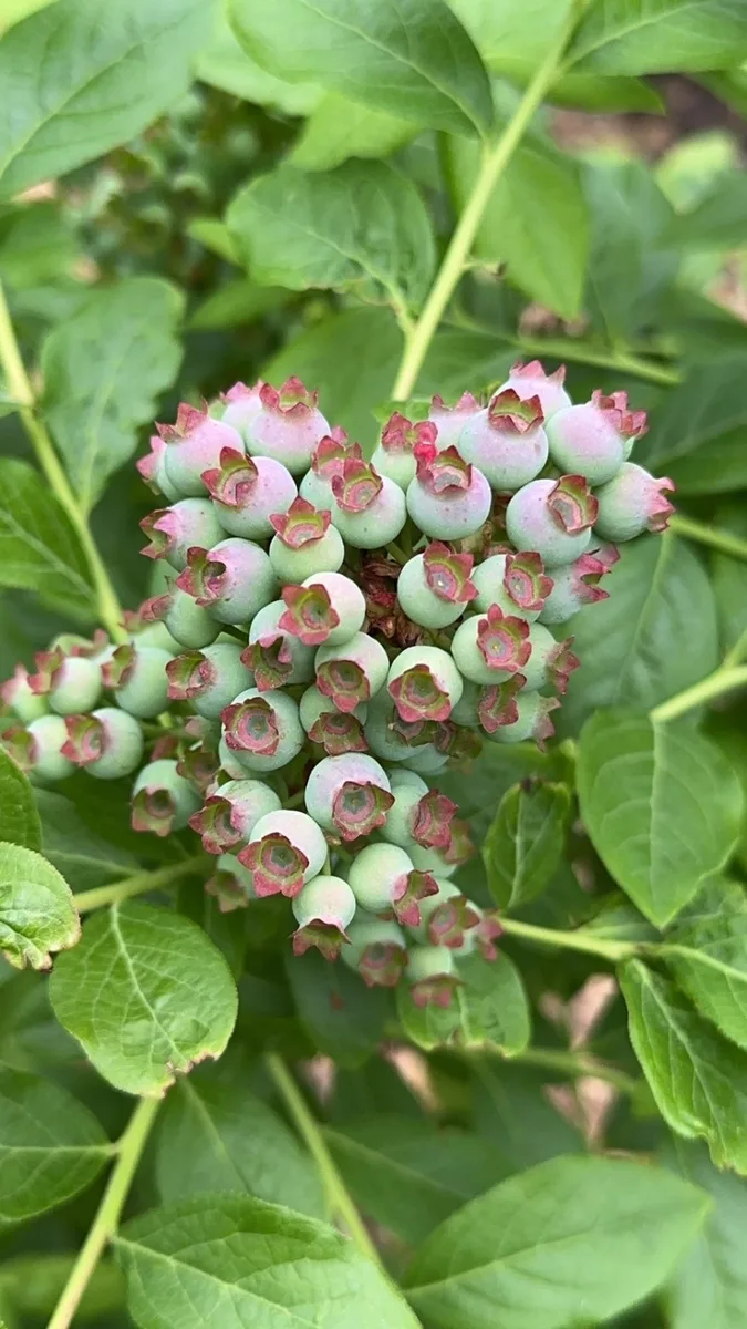 Close-up of unripe blueberries forming on an organic wild blueberry plant — grown in Latrobe, Pennsylvania