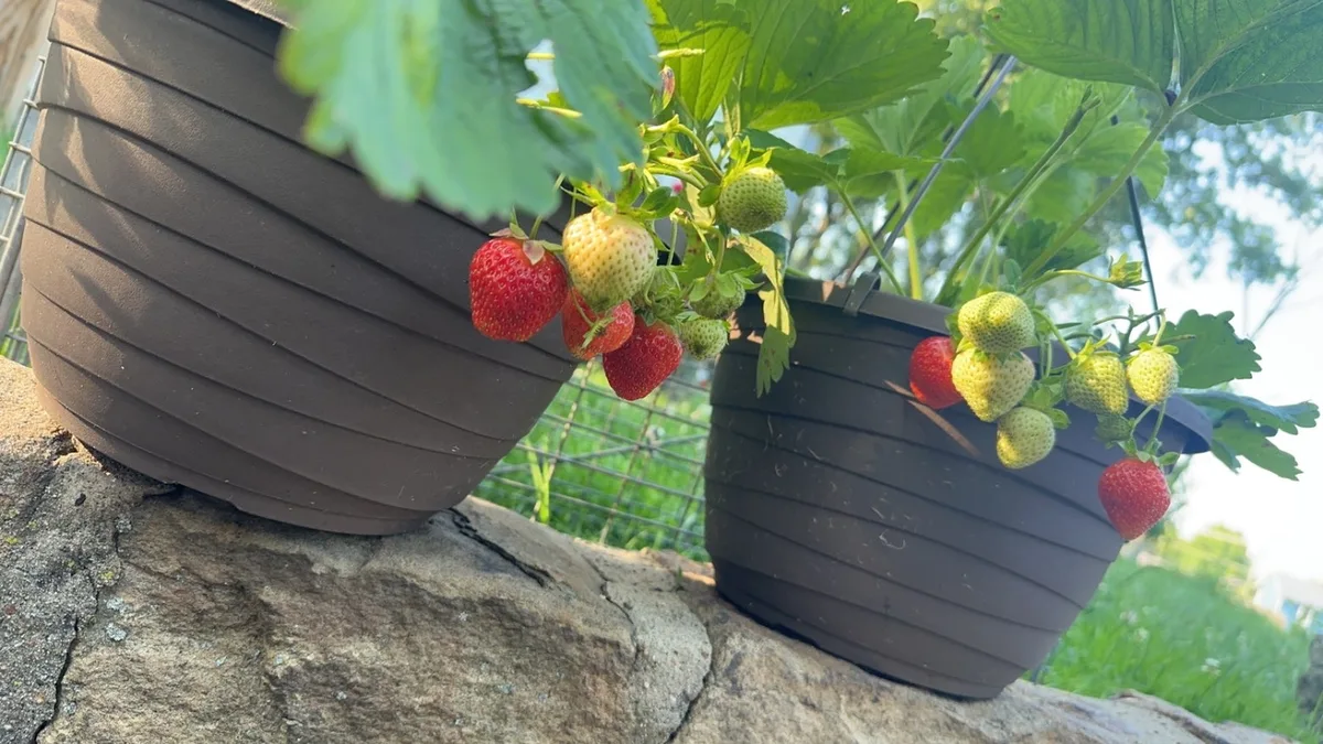 Organic everbearing strawberry plants in dark pots with fruit forming — available at The Sanctuberry