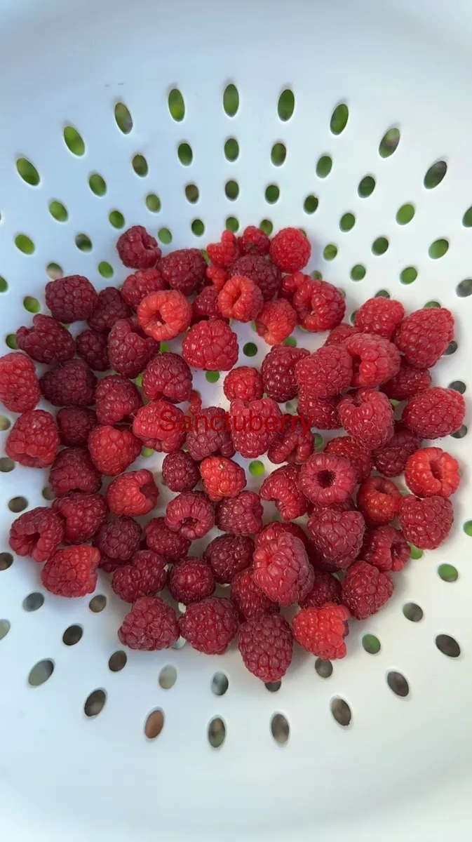Freshly picked organic red raspberries in a white colander — from The Sanctuberry berry farm in Latrobe, Pennsylvania