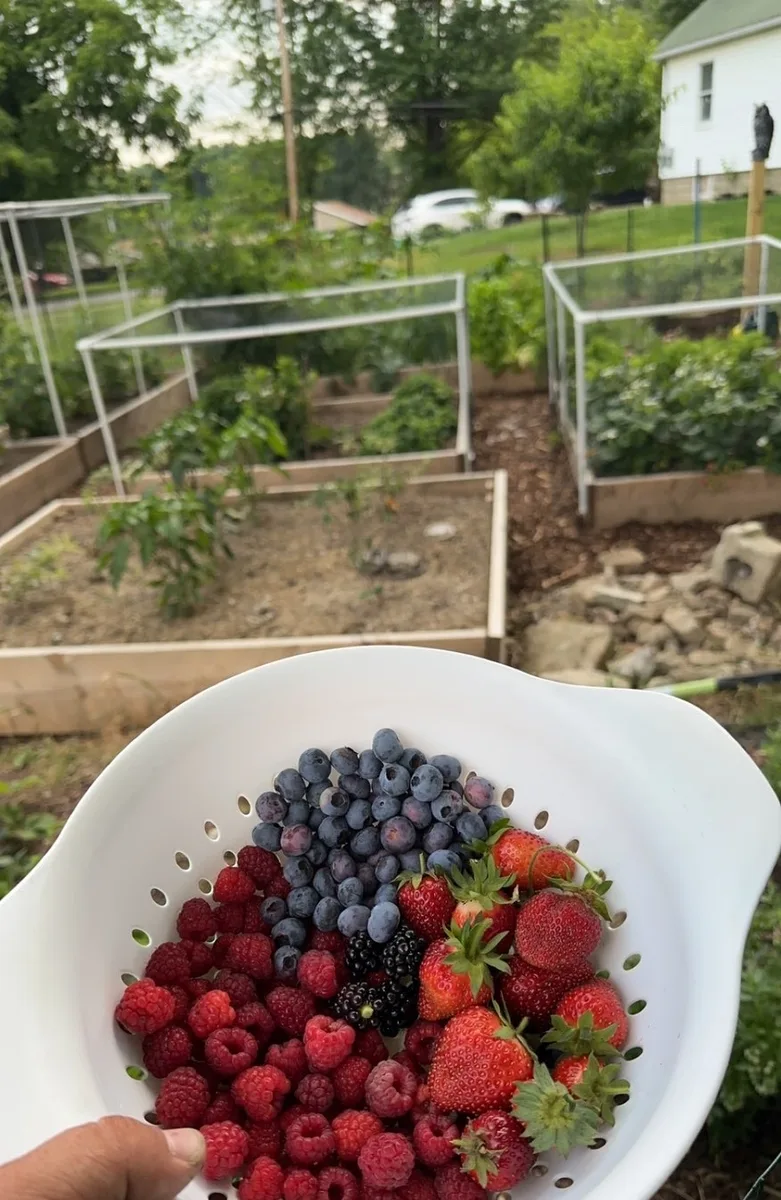 Colander of mixed organic berries at dusk — raspberries, blueberries, strawberries, and blackberries from The Sanctuberry
