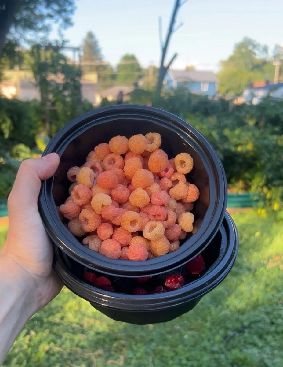 Organic golden raspberries from our Pennsylvania berry farm